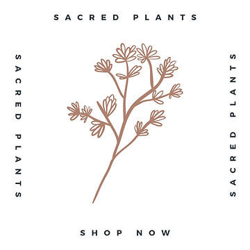 How to Grow Your Moringa Tree Seedling