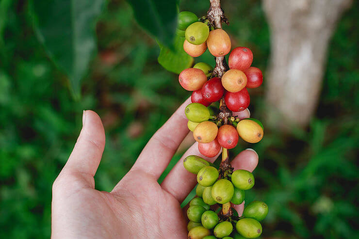 How To Grow Coffee From Seeds  Sacred Plant Co