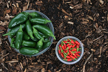 How to Grow Jalapeno Pepper Plants From Seeds