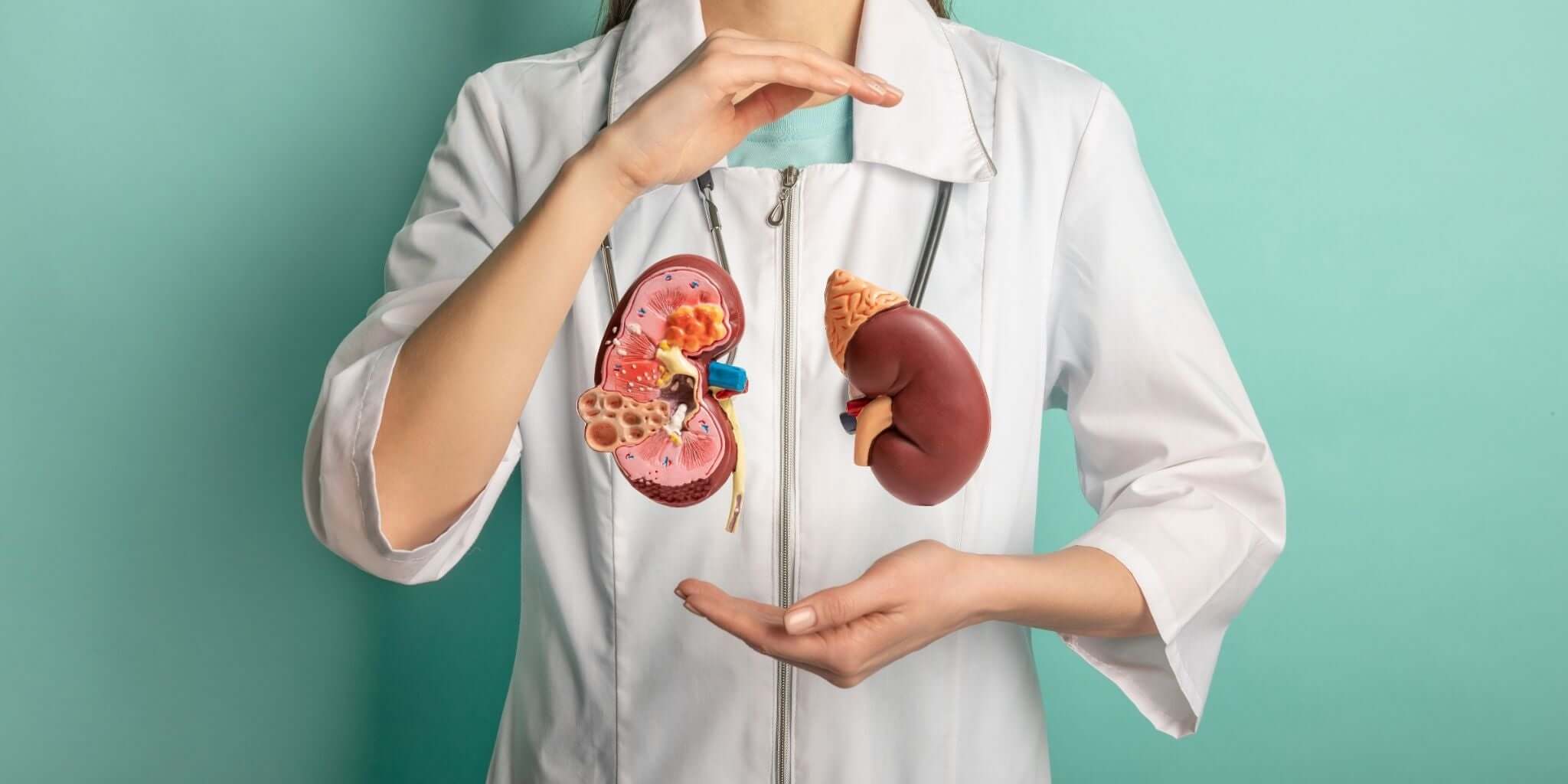 Doctor holding kidney models, symbolizing kidney health and detoxification.