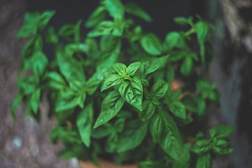 How to Grow Lemon Basil From Seeds Sacred Plant Co Growing