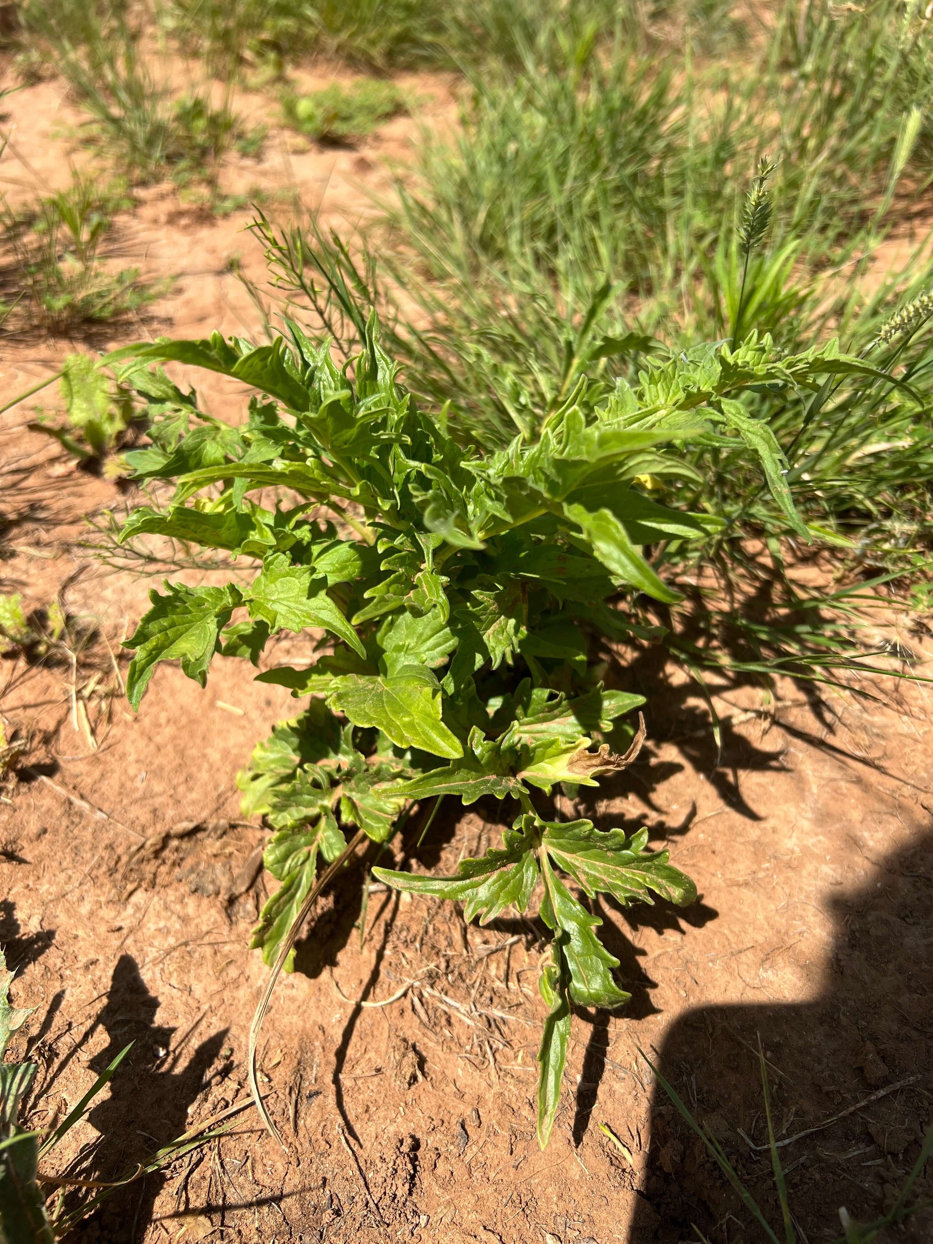 Valerian Plant on Sacred Plant Co Farm.