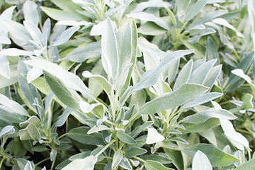 Grow Broadleaf Sage From Seeds