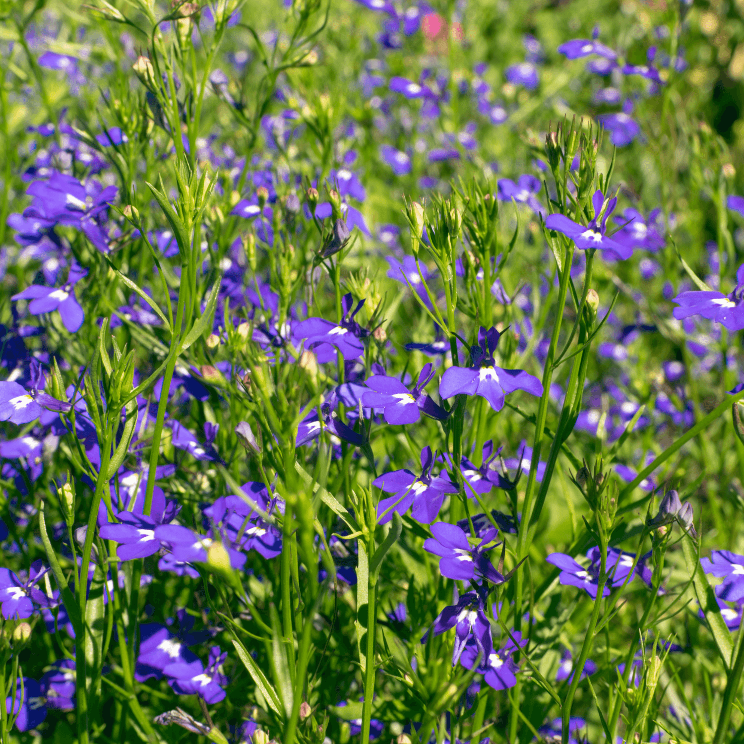 Image of thiriving health lobelia plants.