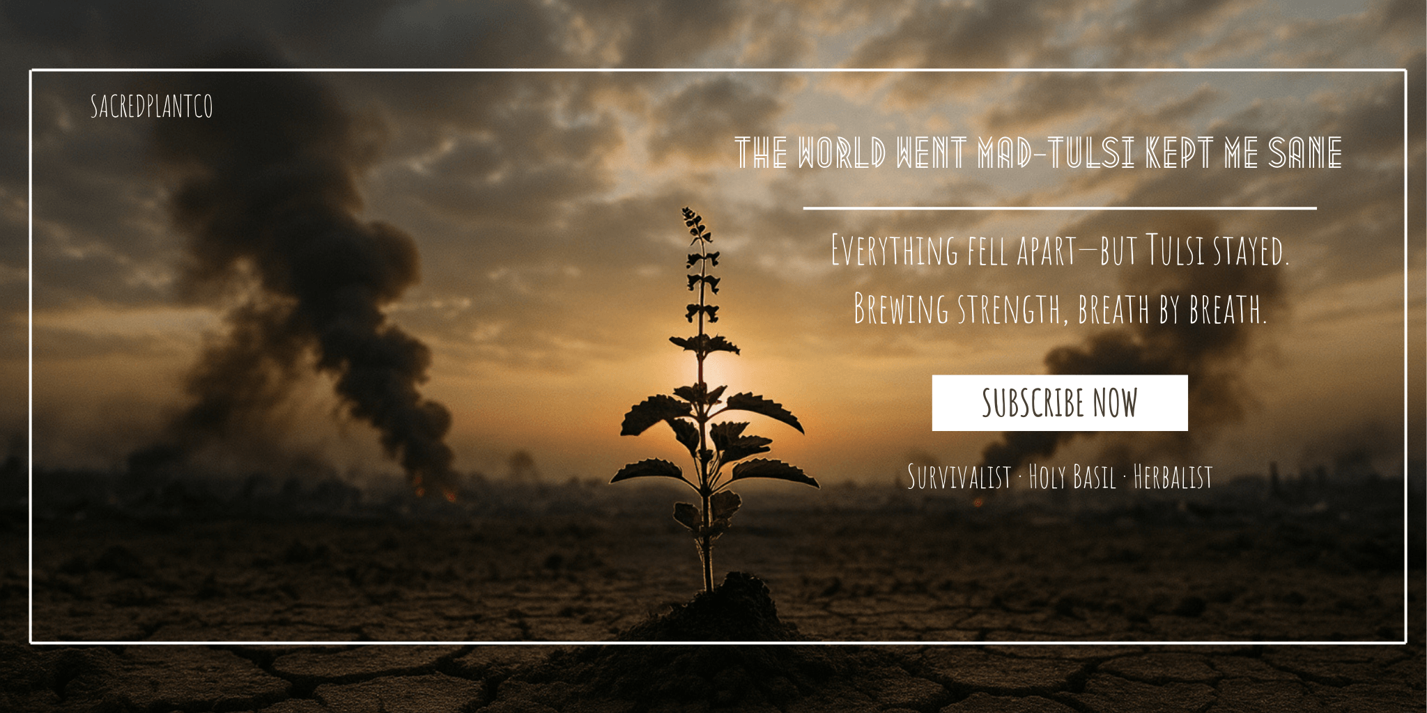 Holy Basil Tulsi plant growing from cracked earth against a smoky war-torn sunset—symbolizing survival, breath, and sacred herbal strength in times of collapse.