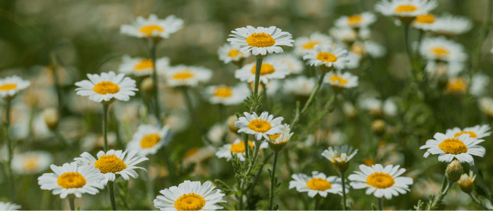 Sacred Plant Co Chamomile
