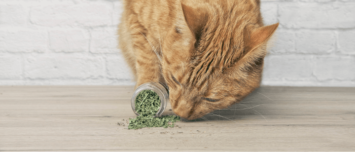 Catnip: The Feline Euphoria & Herbal Marvel