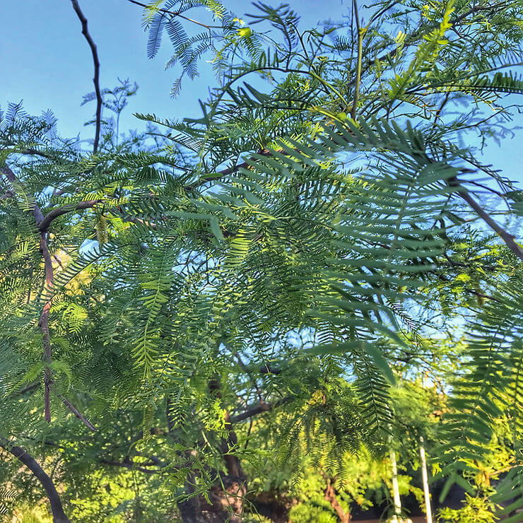 Growing Honey Mesquite Seedlings