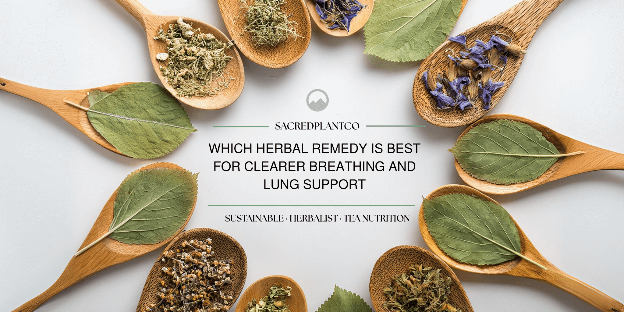 Various dried herbs including Mullein Leaf and Lobelia Herb displayed on wooden spoons, highlighting Sacred Plant Co Herbs