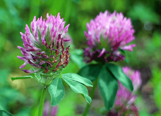 Close-up of vibrant red clover (Trifolium pratense) blossoms in a summer meadow, showing pink petals and green trifoliate leaves.