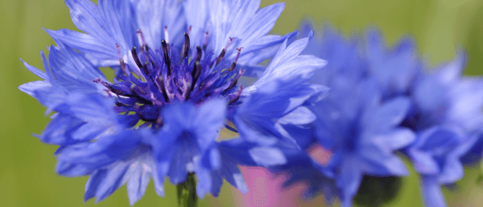 Cornflower Petals: A Touch of Blue Elegance