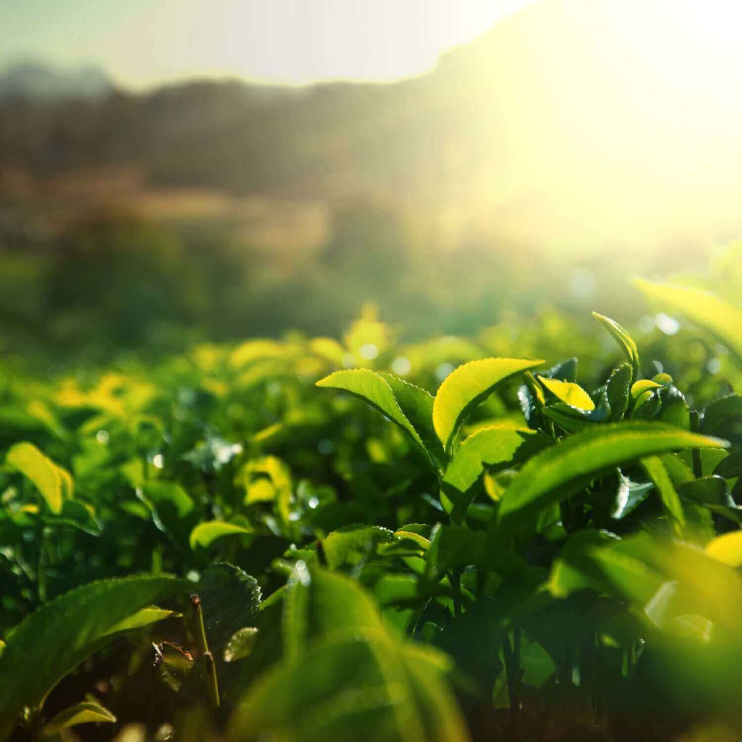 Discovering the Elegance of Sencha: The Pinnacle of Green Tea