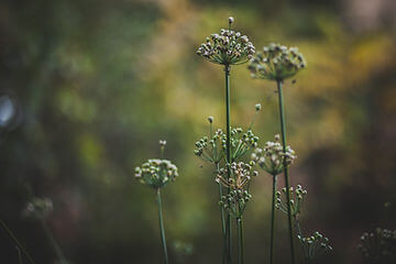How to Grow Garlic Chives From Seed