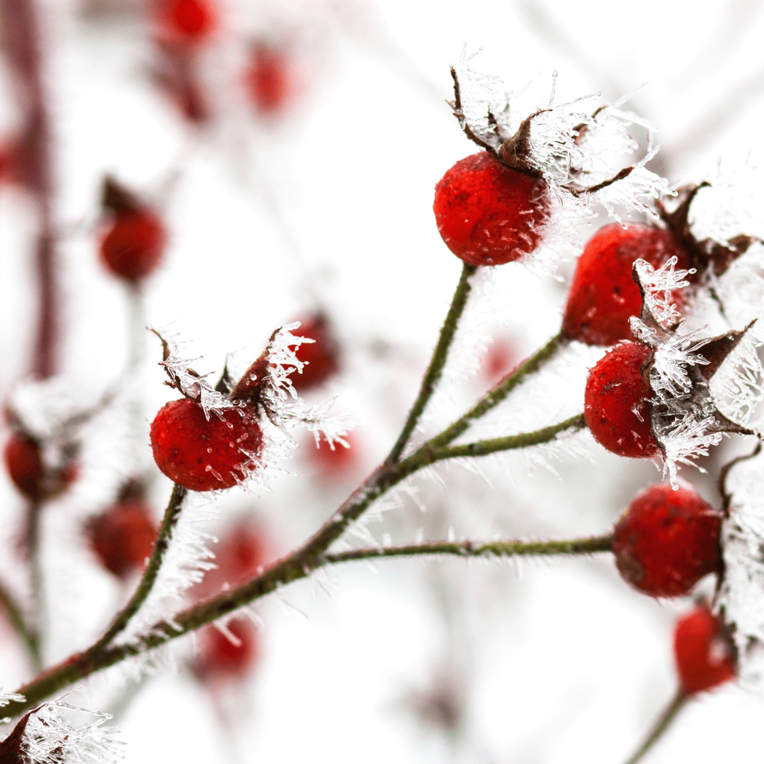 Bright red rose hips in the snow of winter.