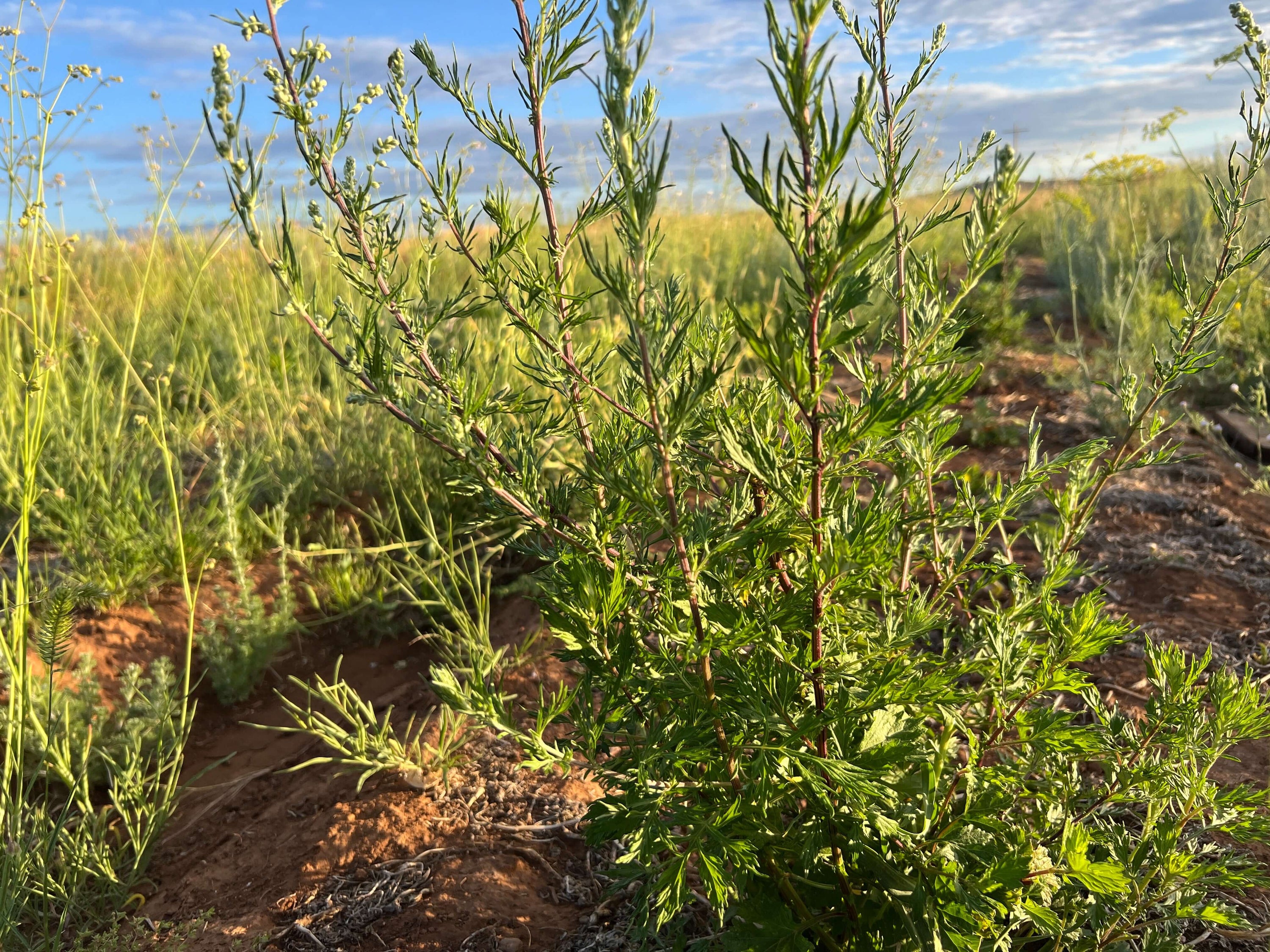 Mugwort: The Mystical Dream Herb's Odyssey