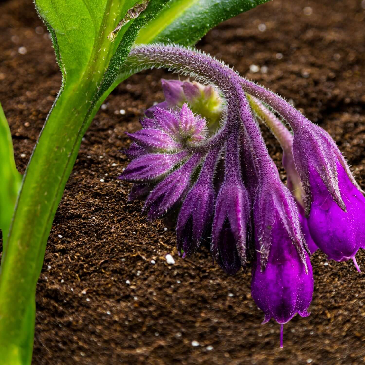 Discovering the Wonders of Boneset Herb: Benefits & Traditional Uses