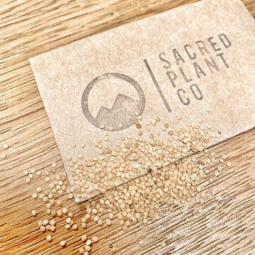 How to Grow Ground Cherries From Seed!