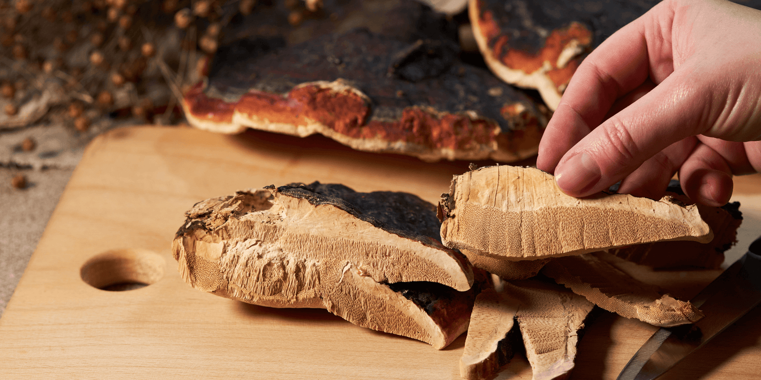 Reishi Mushrooms: Unlocking the Ancient Wisdom and Modern Power of the Mushroom of Immortality