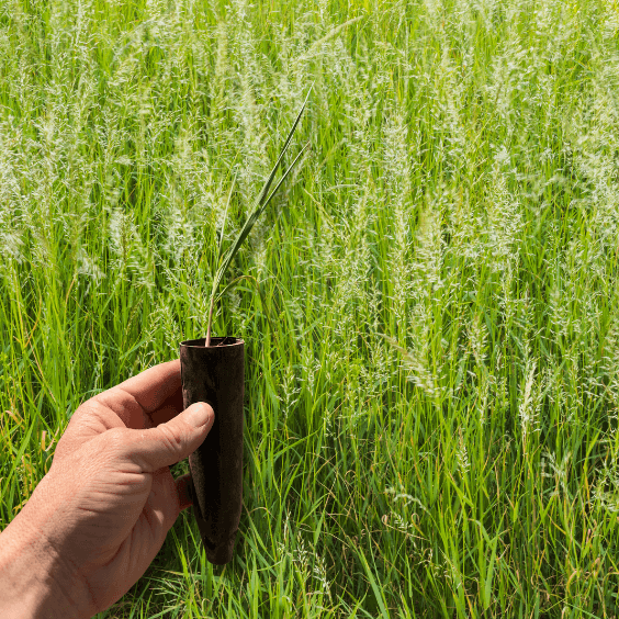 Cultivating and Caring for Your New Sweetgrass Plant: A Comprehensive Guide