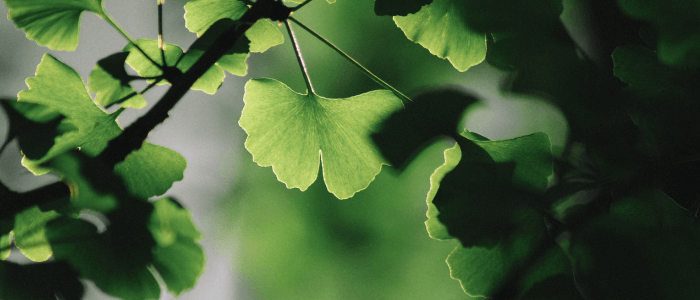 Ginkgo Biloba Herb From Sacred Plant Co