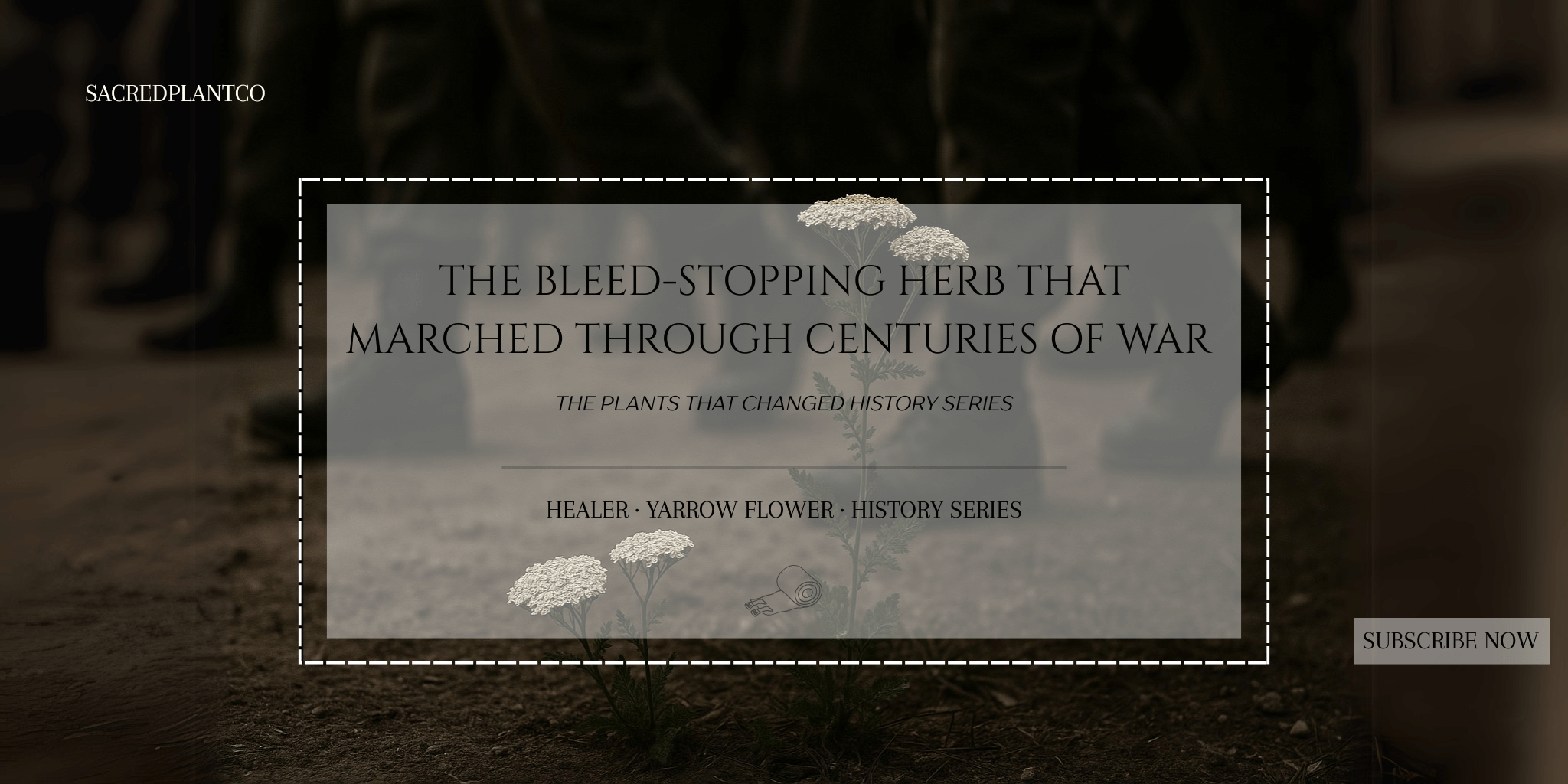 Yarrow flower blooming on battlefield soil beneath marching boots – ancient wound-healing herb.