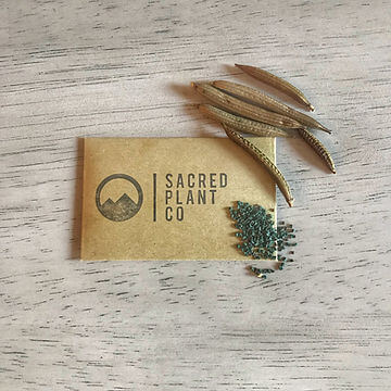 Growing Egyptian Spinach From Seeds