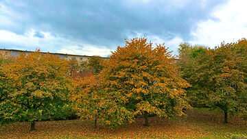 How to Grow Sugar Maple Trees from Seed: A Complete Step-by-Step Guide