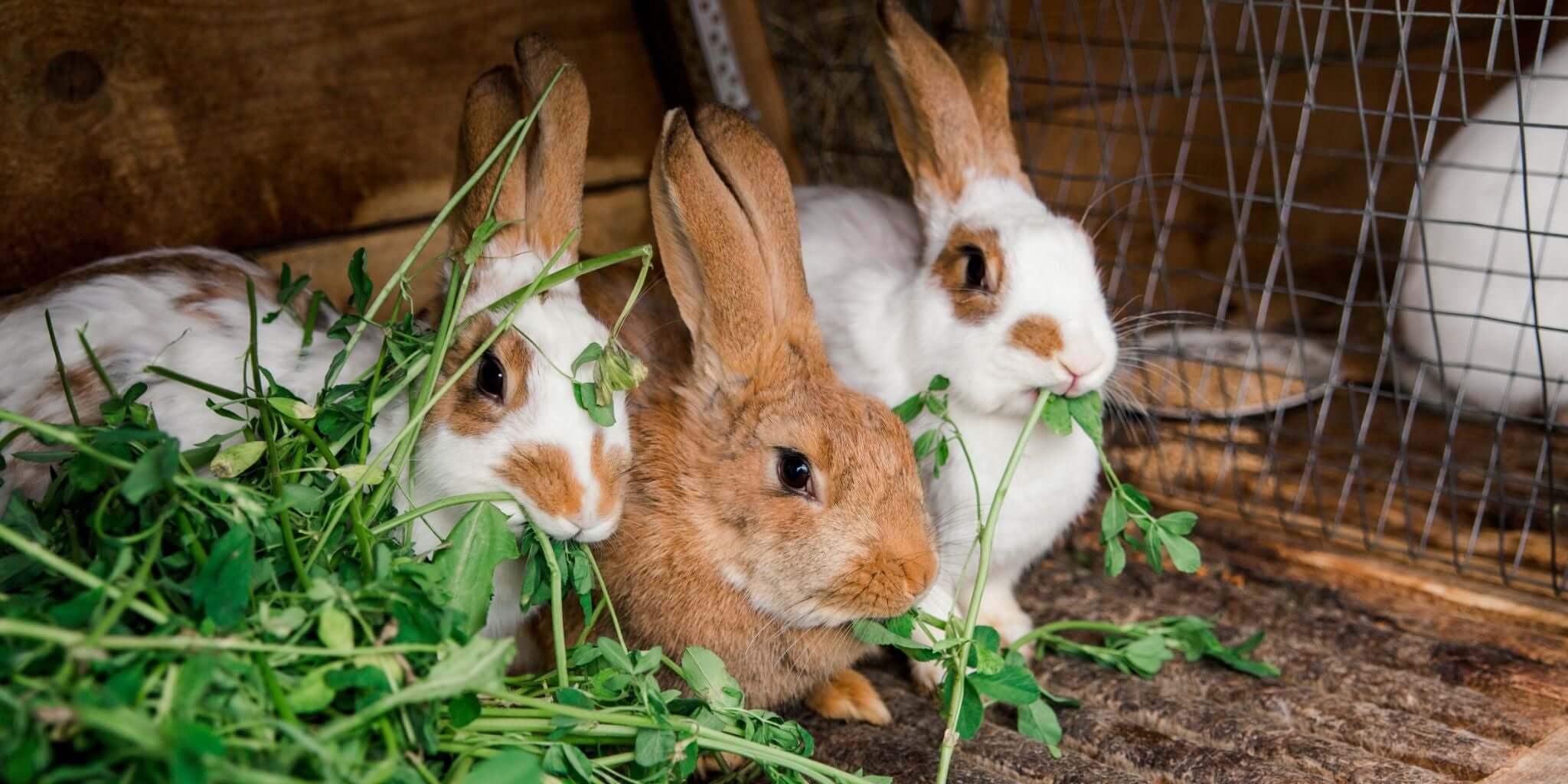 This image features a group of rabbits eagerly munching on fresh, leafy greens, creating a charming and natural scene.