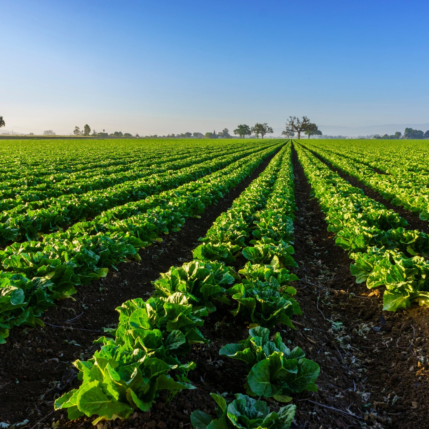 Image of bright green lettuce grown in KNF principles. 