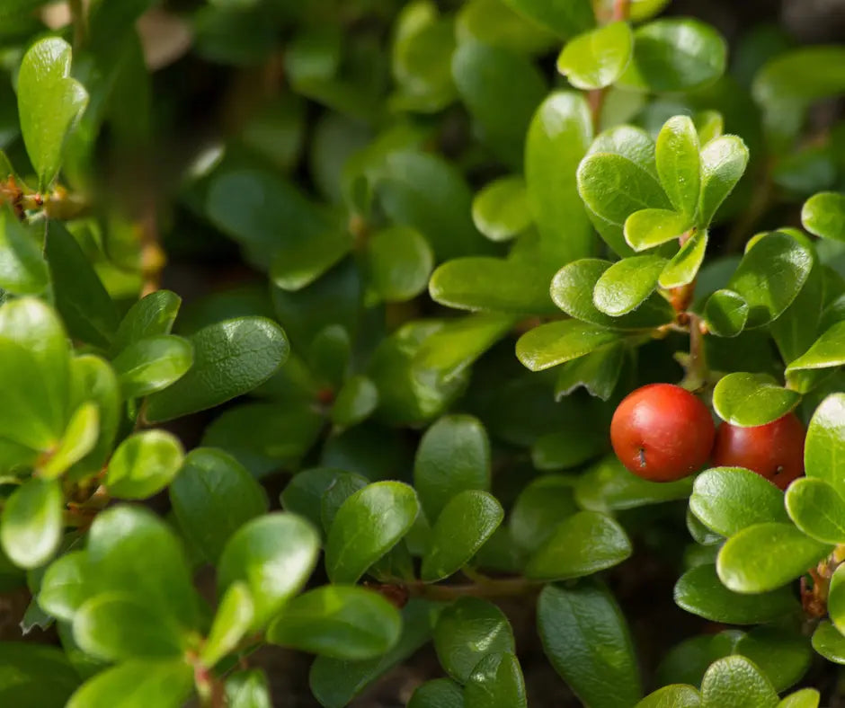 Uva Ursi vs Cranberry for UTI's