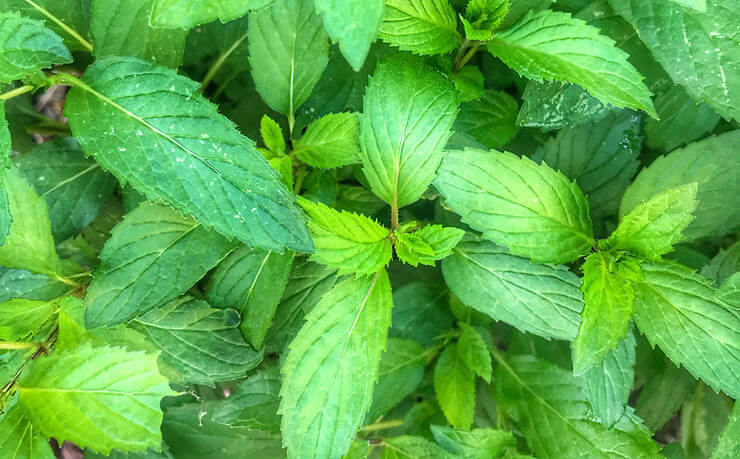 Planting Your Peppermint Plants