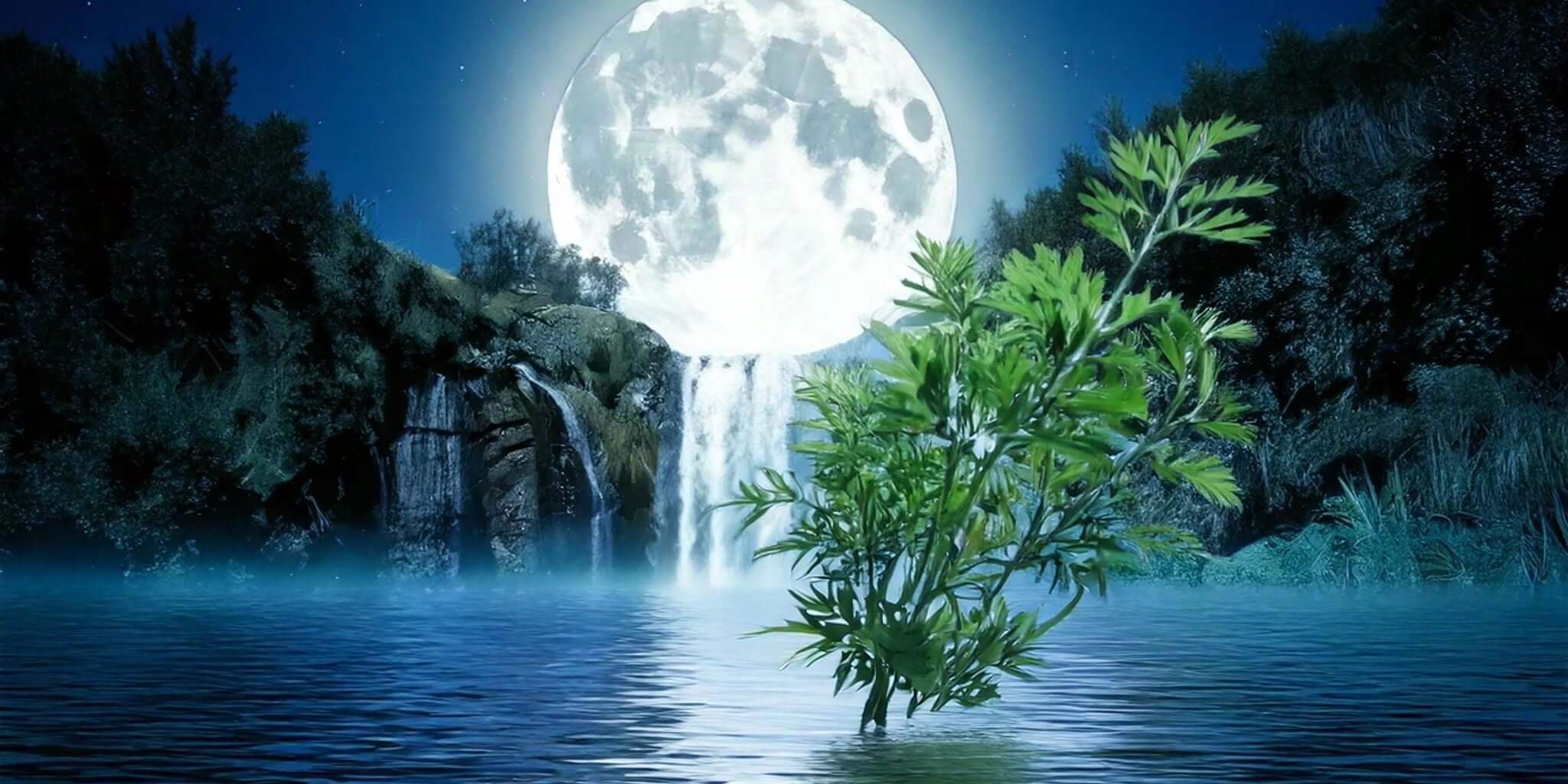 A vibrant Mugwort plant rises from a reflective body of water under the luminous glow of a full moon.