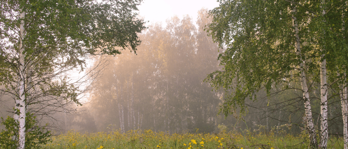 Birch Bark: The Forest's Guardian of Wellness