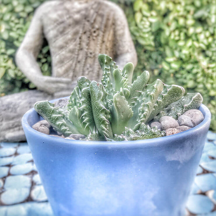 Growing Haworthia Lion's Tooth Succulent