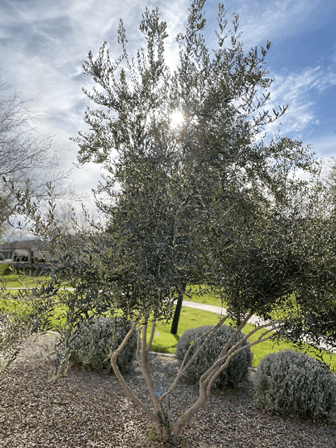 How To Grow Russian Olive Seeds