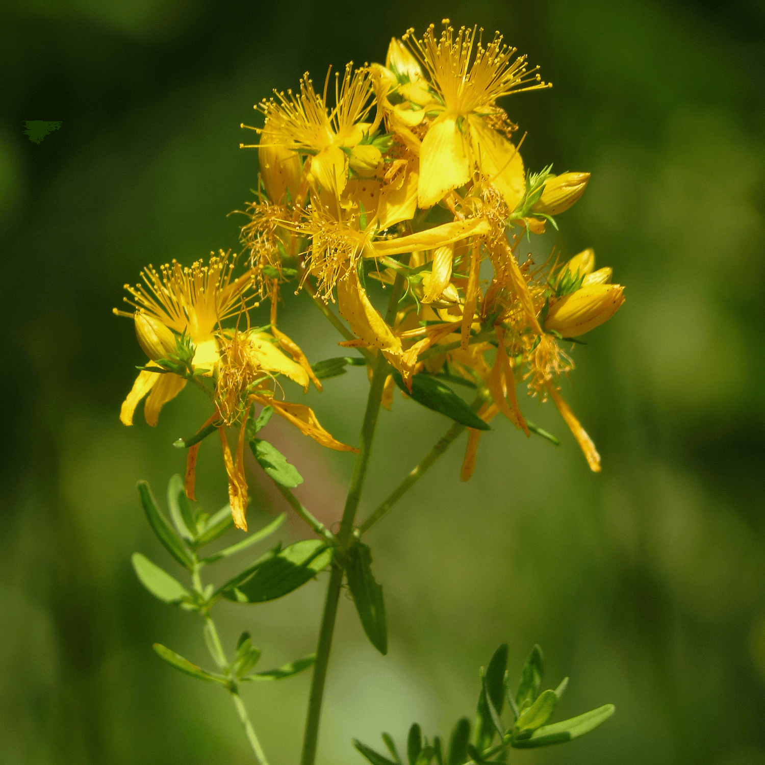 Discovering the Holistic Benefits and Rich History of St John's Wort