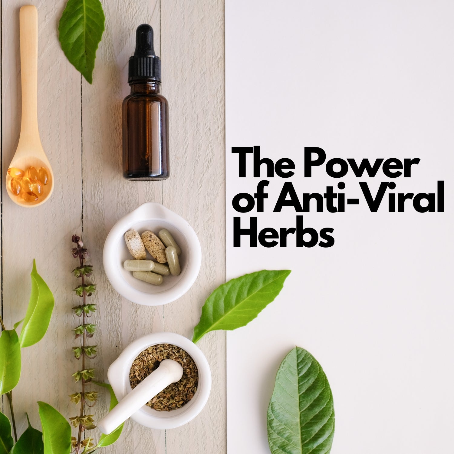 Unveiling Nature's Defenders: The Power of Anti-Viral Herbs