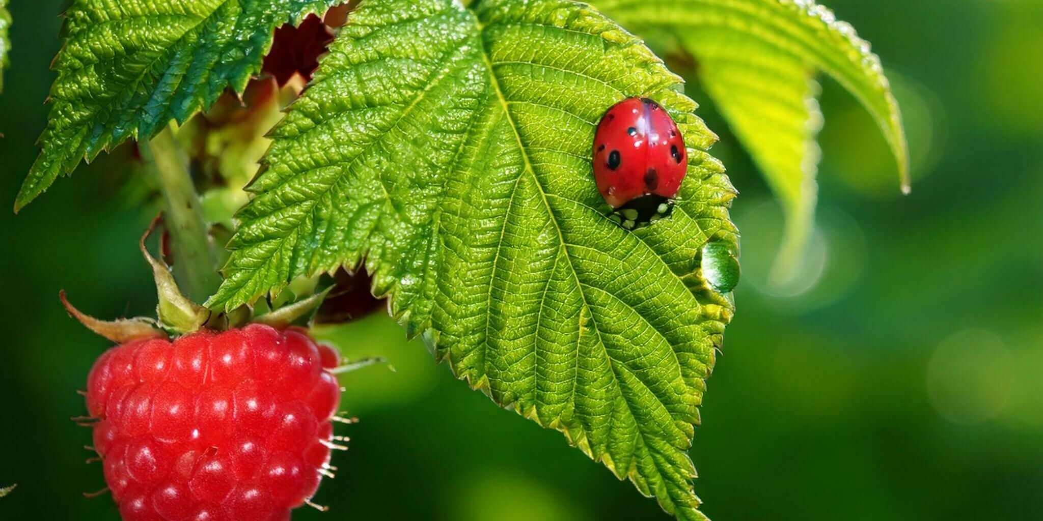 This vibrant image showcases a fresh raspberry hanging from a bush, accompanied by a glossy green leaf where a bright red ladybug sits.