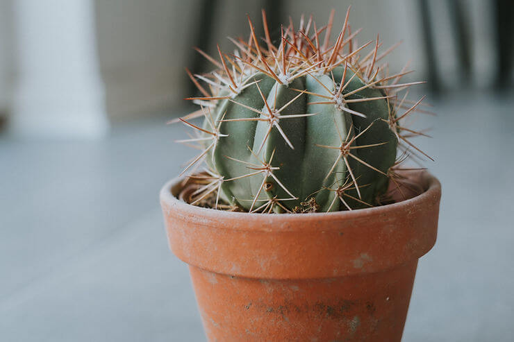 Grow Your Own Fishhook Barrel Cactus From Seeds
