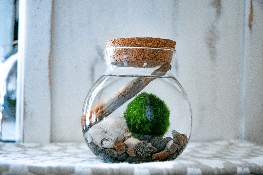 How to Set Up a Marimo Moss Ball Aquarium: Complete Beginner’s Guide