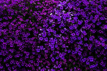 How to Grow Creeping Mother of Thyme from Seed!