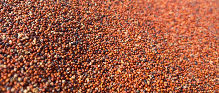 Growing Purple Millet From Seed