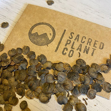 How To Grow Money Plants From Seeds  Sacred Plant Co