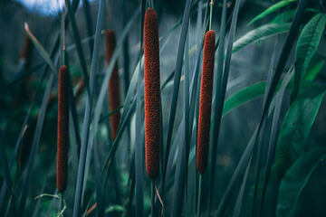 How to Grow Cattail from Seed!  Sacred Plant Co