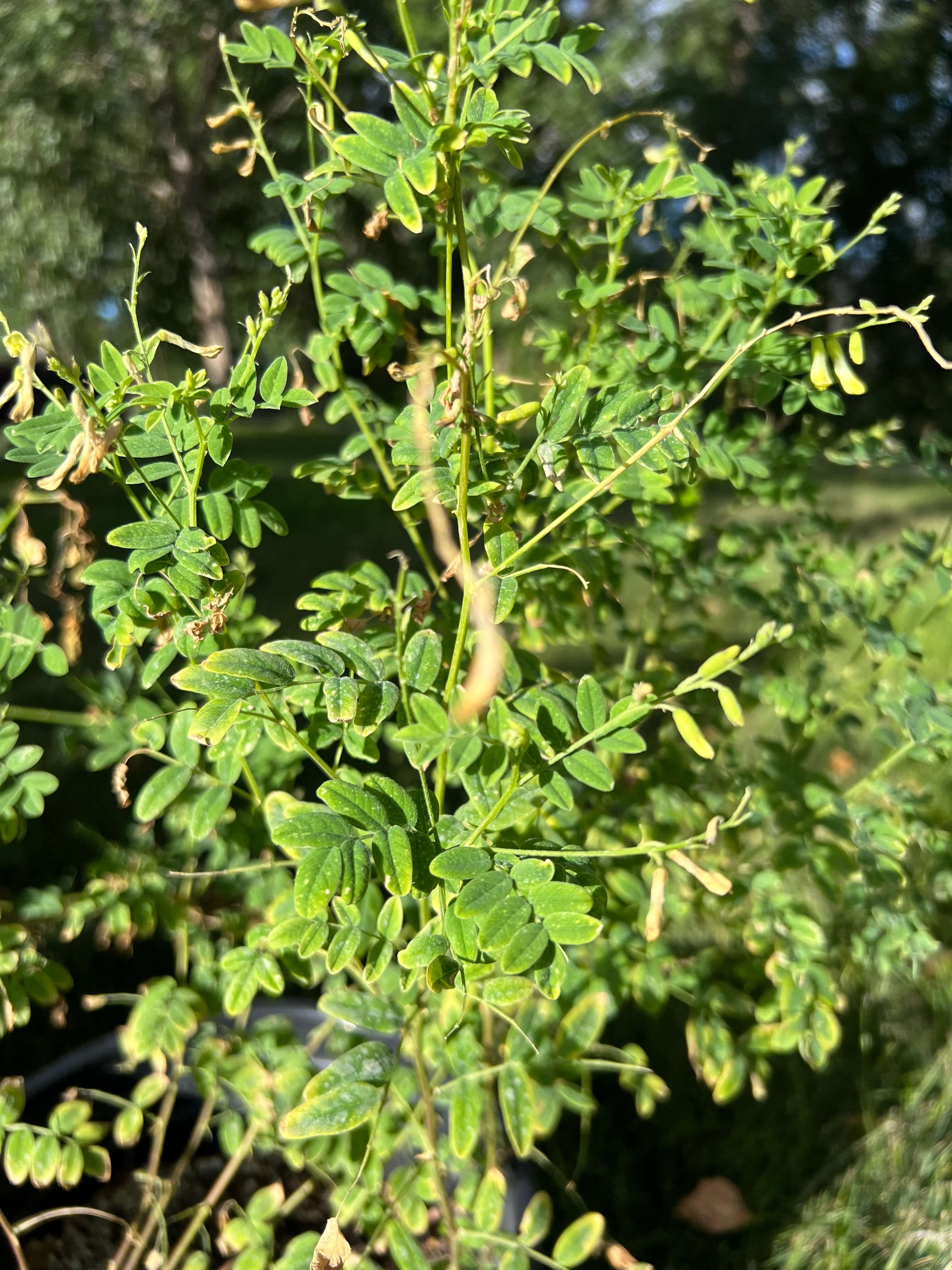 The Invincible Shield: Astragalus Root's Odyssey Through Ancient Wisdom