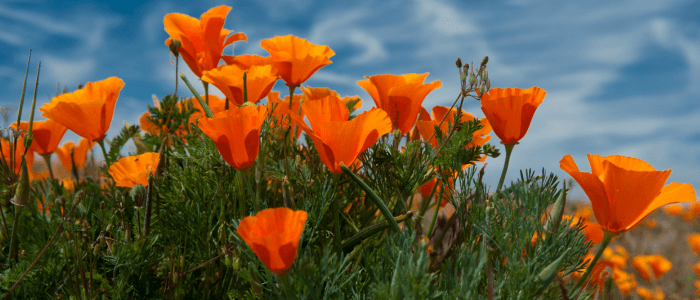 California Poppy Harmony Tea: A Soothing Evening Blend