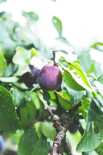How to Plant Your American Plum Tree