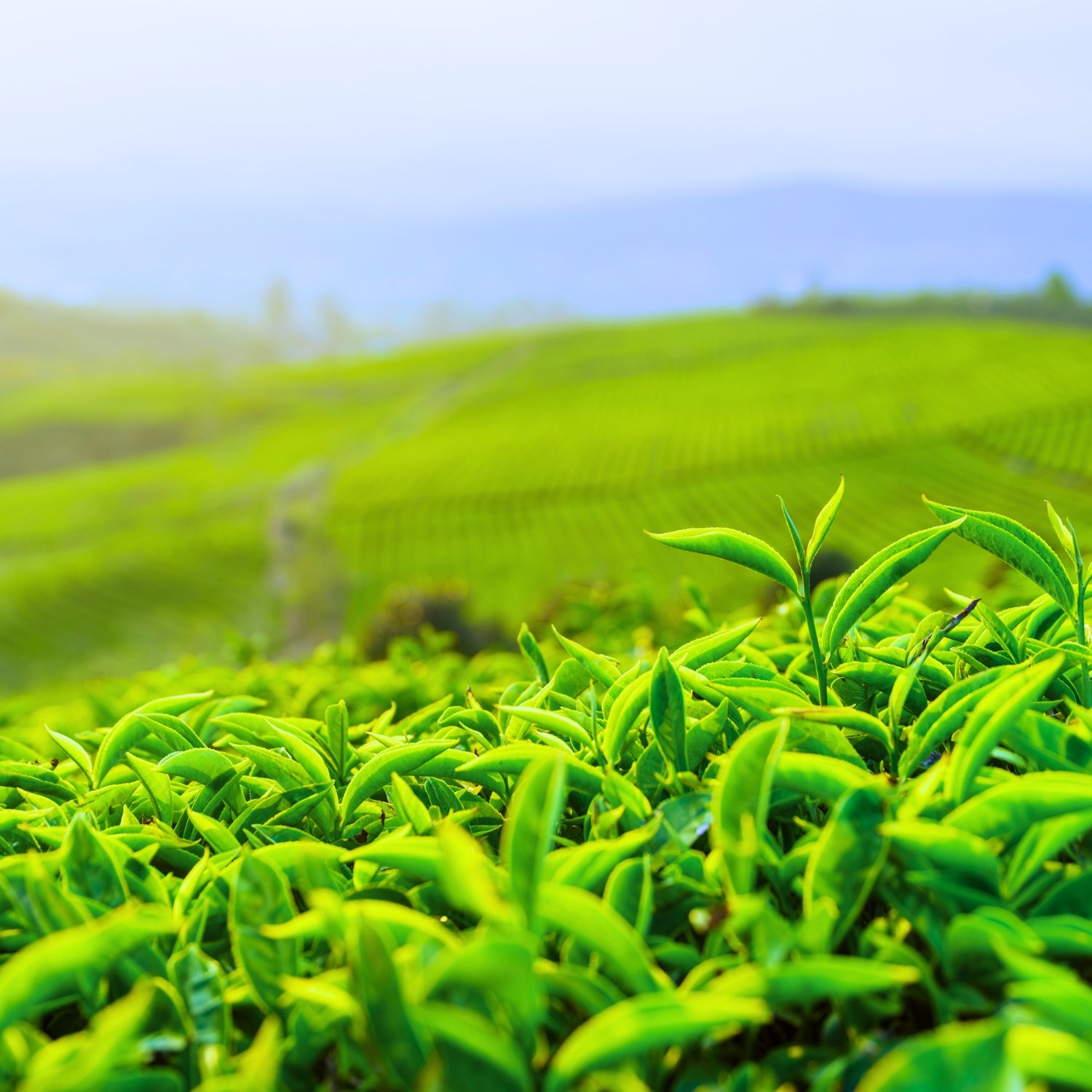 Field of Chinese Green Tea