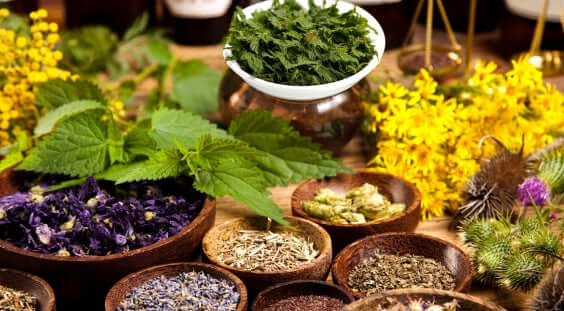 Anti-Fungal Herbs for Immune Support | Sacred Plant Co
