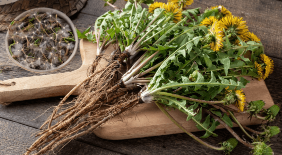 Detoxifying Herbs: Natural Solutions for a Healthier You  Sacred Plant Co